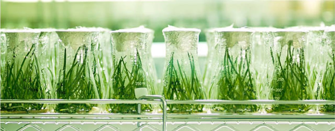 Center for Life Science Ventures Cornell Institute of Biotechnology